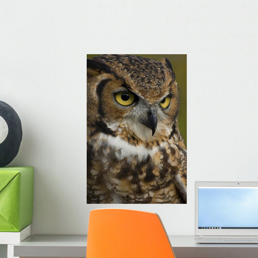 Owl Wall Mural
