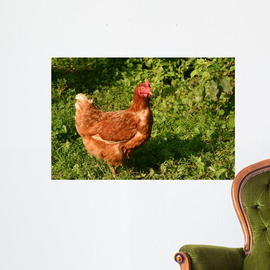 Hen Wall Mural