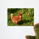 Hen Wall Mural