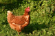Hen Wall Mural