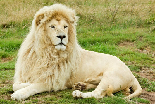 Male White Lion Wall Mural