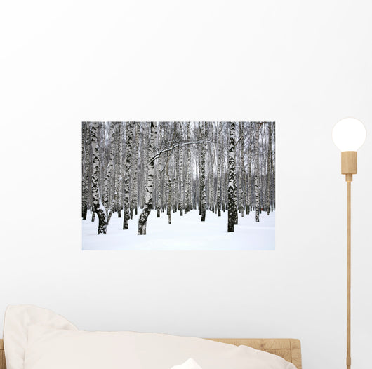 Winter Birch Grove
