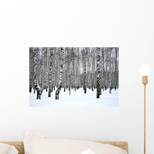 Winter Birch Grove