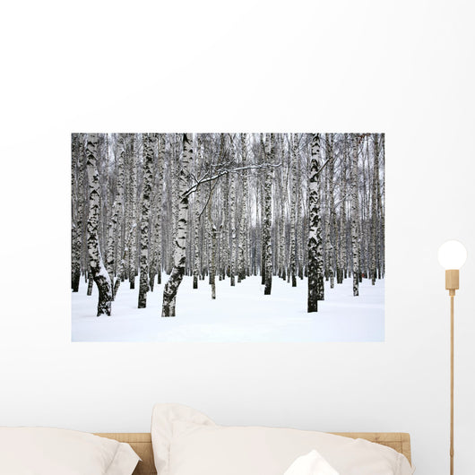 Winter Birch Grove