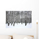 Winter Birch Grove