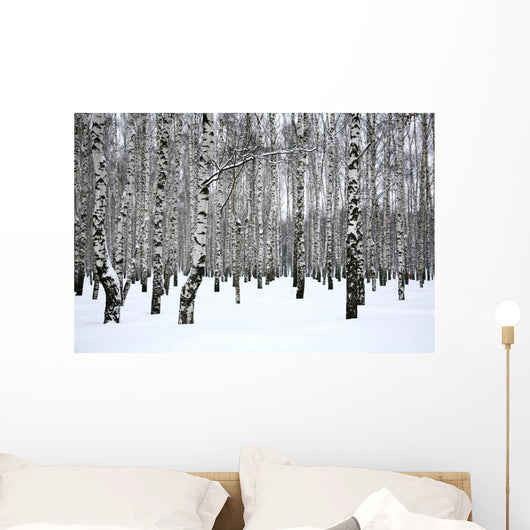 Winter Birch Grove
