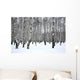 Winter Birch Grove
