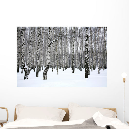 Winter Birch Grove