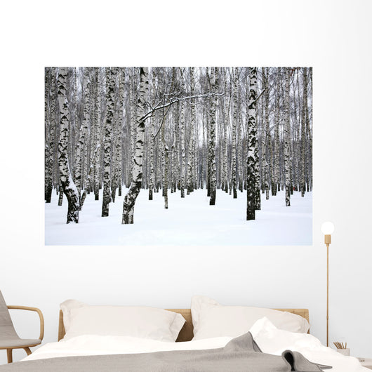 Winter Birch Grove