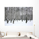Winter Birch Grove