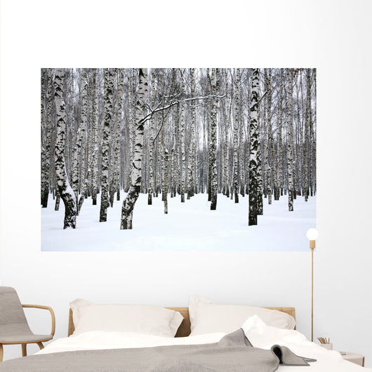 Winter Birch Grove