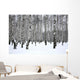 Winter Birch Grove
