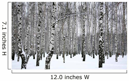 Winter Birch Grove