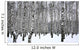 Winter Birch Grove