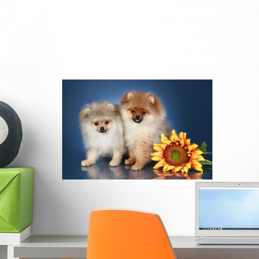 Spitz Puppies 5 Months Wall Mural