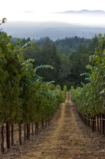 Vineyard Row Wall Decal