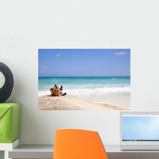 Murex Endivia Sea Shell