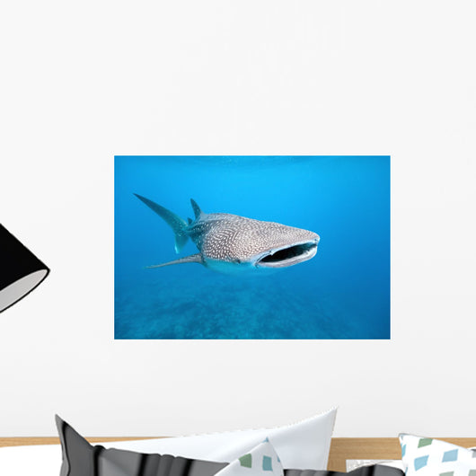 Whale shark Wall Mural