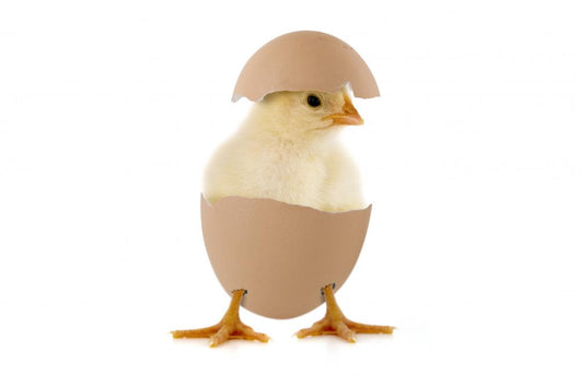 Little Chick Egg
