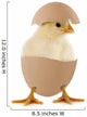 Little Chick Egg
