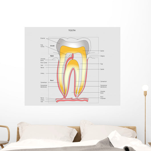 Tooth