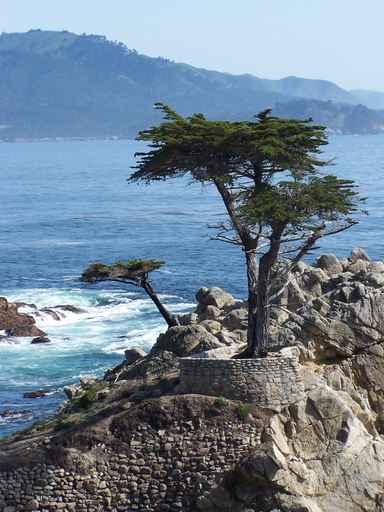 17 Mile Drive Wall Decal