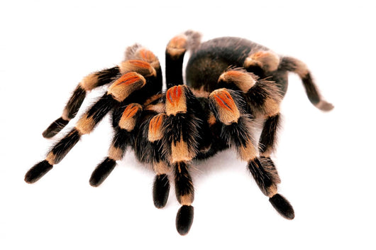 Mexican Red Knee Tarantula Wall Decal