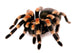 Mexican Red Knee Tarantula Wall Decal