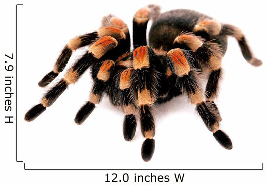 Mexican Red Knee Tarantula Wall Decal