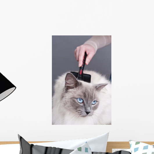 Combing Cat