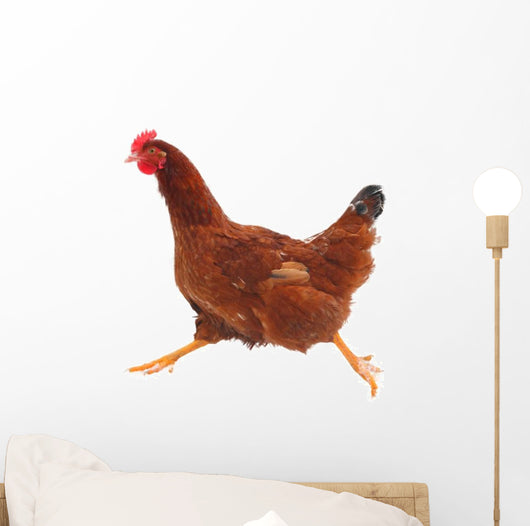 Running hen chicken Wall Decal