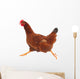 Running hen chicken Wall Decal