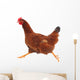Running hen chicken Wall Decal