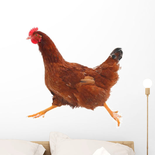 Running hen chicken Wall Decal