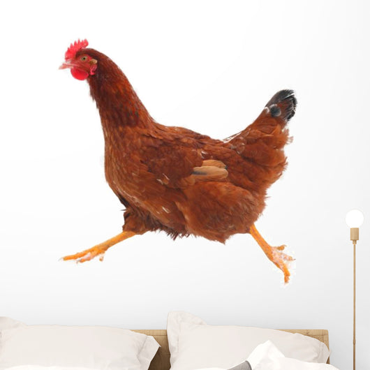 Running hen chicken Wall Decal