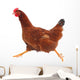 Running hen chicken Wall Decal