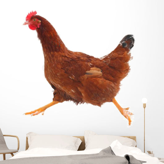 Running hen chicken Wall Decal