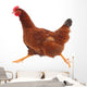 Running hen chicken Wall Decal
