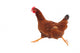 Running hen chicken Wall Decal
