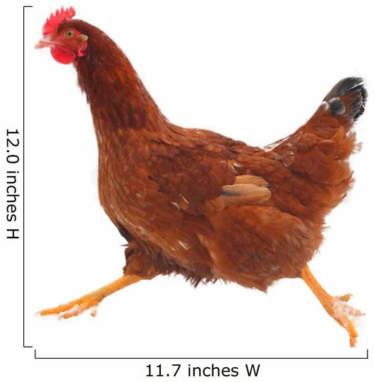Running hen chicken Wall Decal