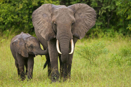 African Elephant Mother and Wall Mural