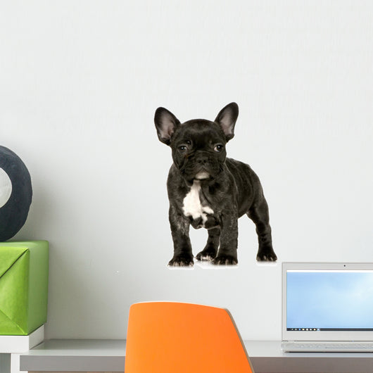 French Bulldog Puppy Wall Decal