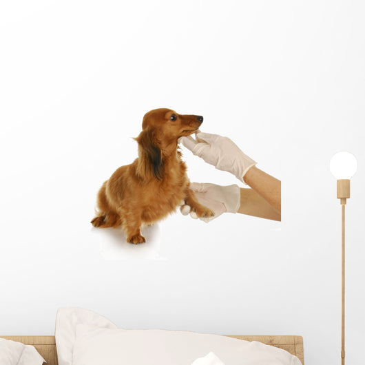 veterinary care Wall Mural