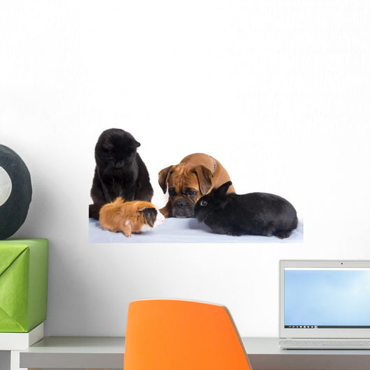 Dog Cat Rabbit Guinea