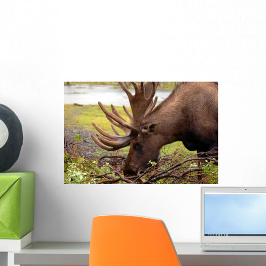 Moose in Alaska Wall Mural