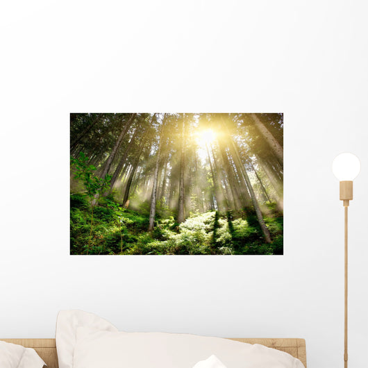Mystic Forrest with Rising