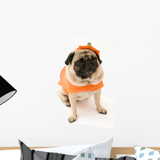 Pug Orange Costume Wall Mural