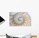 Nautilus