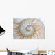Nautilus