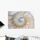 Nautilus